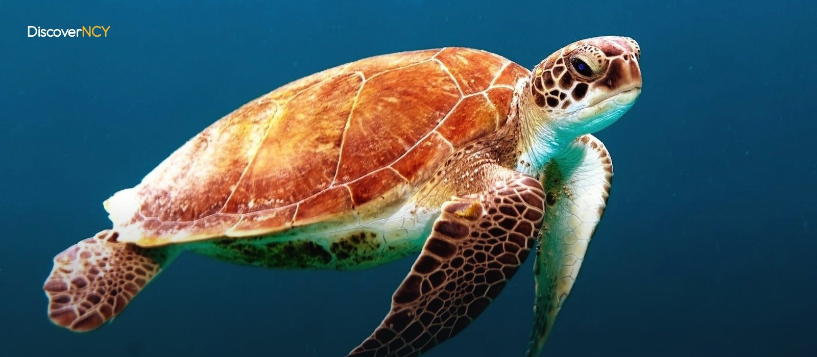 Caretta Caretta at Alagadi: Turtle Watching Season