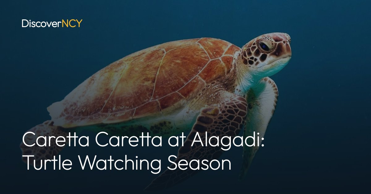Caretta Caretta at Alagadi: Turtle Watching Season