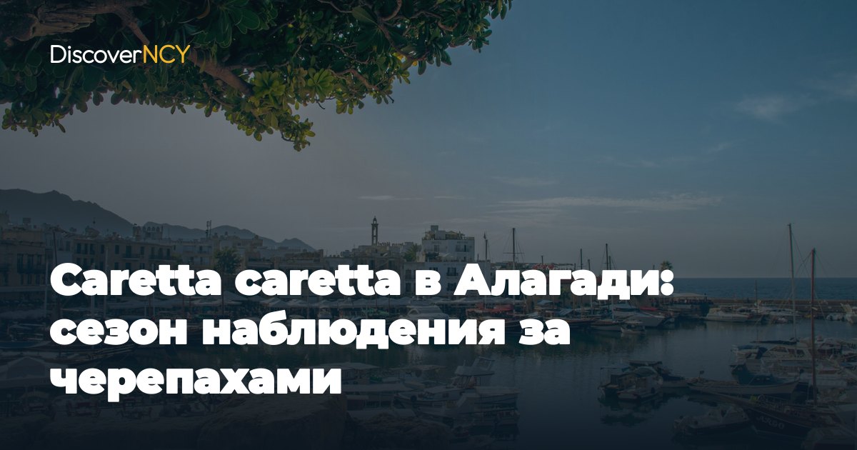 Caretta caretta в Алагади: сезон наблюдения за черепахами