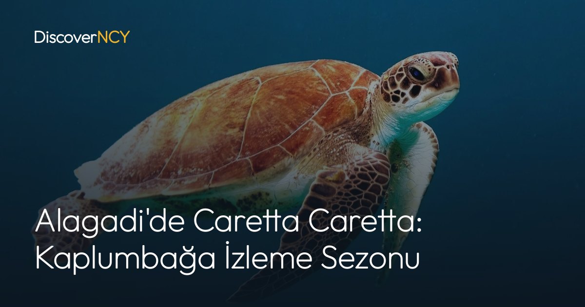 Alagadi'de Caretta Caretta: Kaplumbağa İzleme Sezonu