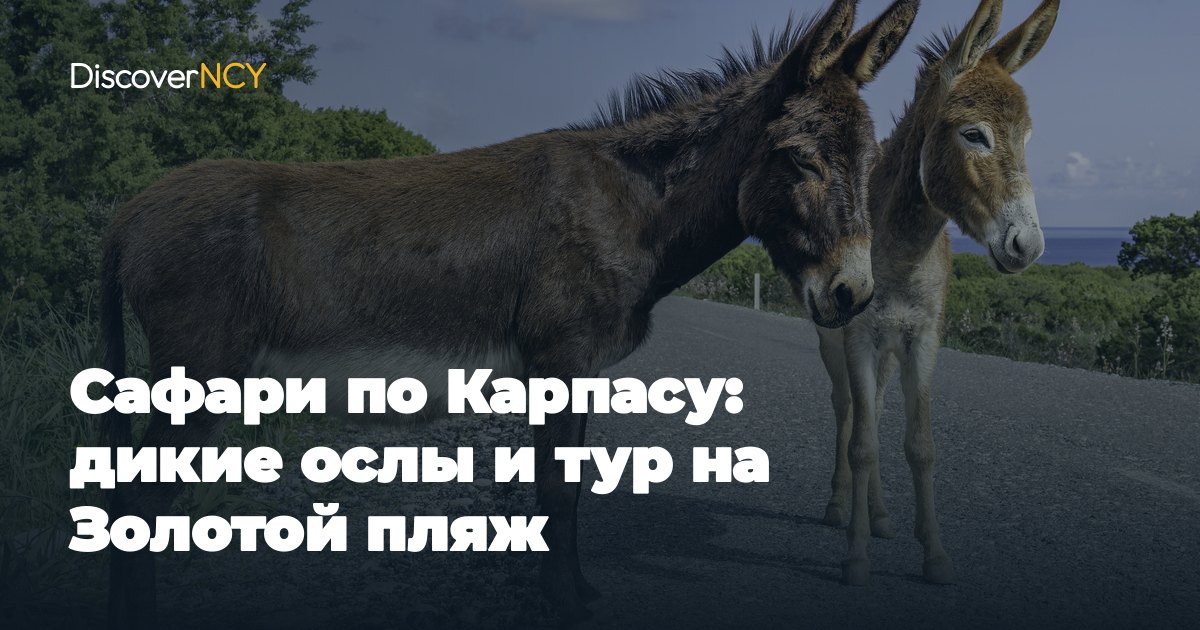 Сафари по Карпасу: дикие ослы и тур на Золотой пляж
