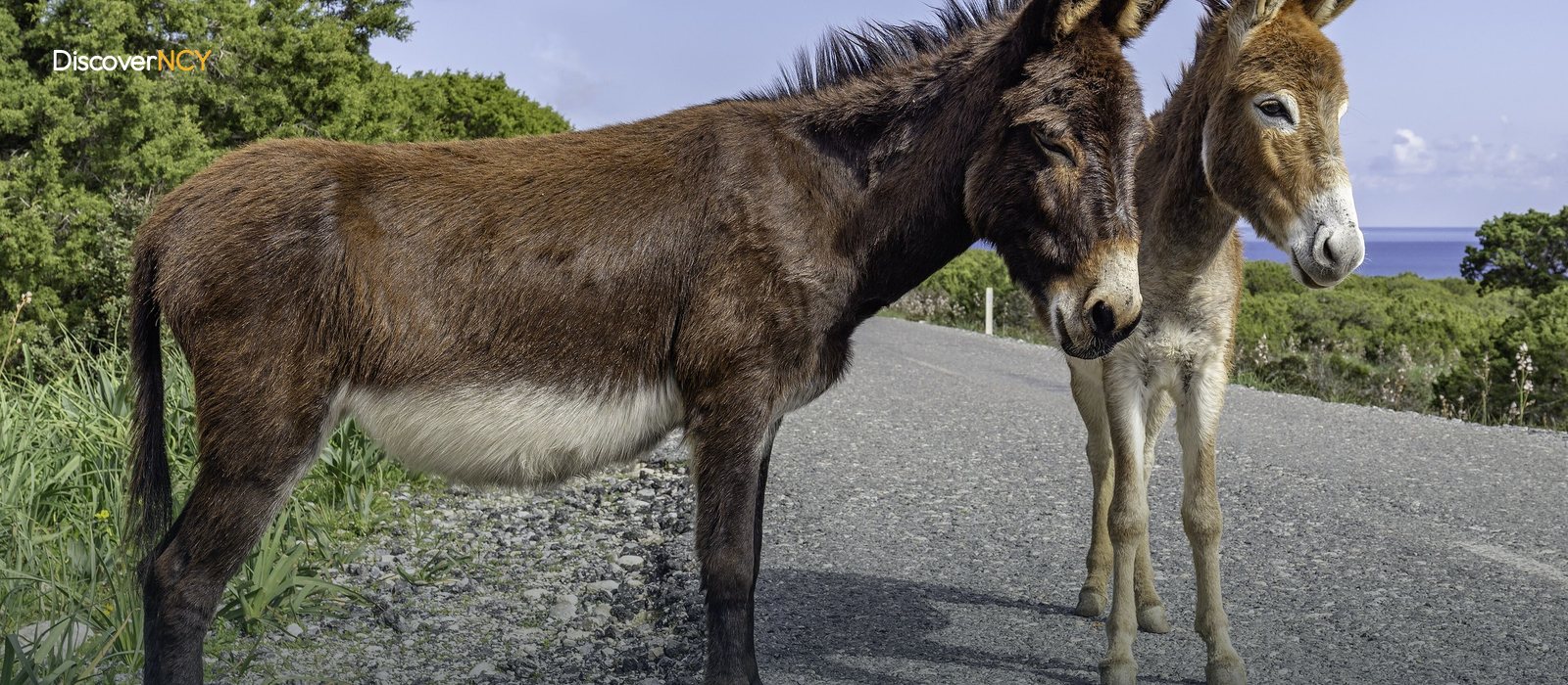 Karpaz Safari: Wild Donkeys and Golden Beach Tour