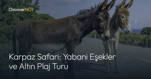 Karpaz Safari: Yabani Eşekler ve Altın Plaj Turu