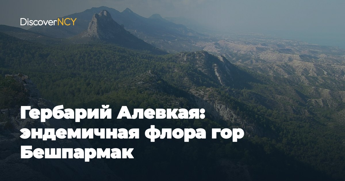 Гербарий Алевкая: эндемичная флора гор Бешпармак