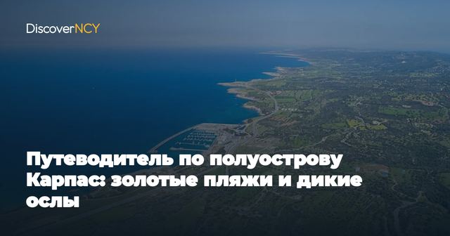 Путеводитель по полуострову Карпас: золотые пляжи и дикие ослы